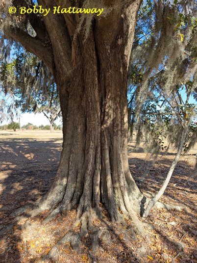 {Quercus laurifolia}